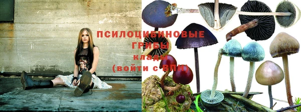 стаф Аркадак